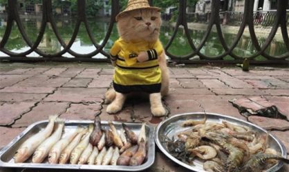 Познакомьтесь с собакой – самым популярным рыбным продавцом в мире